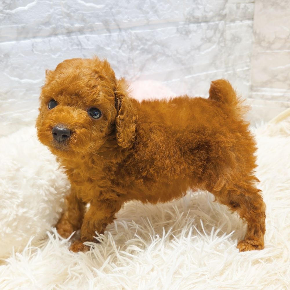 愛知県のトイプードル(トイ) (犬の家＆猫の里MiO香久山店/2025年6月17日生まれ/男の子/レッド)の子犬の4枚目の画像