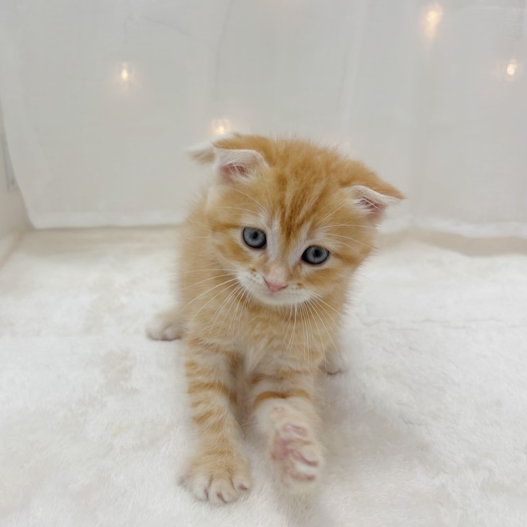 千葉県のスコティッシュフォールド (犬の家＆猫の里BIGHOPガーデンモール印西店/2025年6月15日生まれ/男の子/レッドタビー)の子猫の4枚目の画像