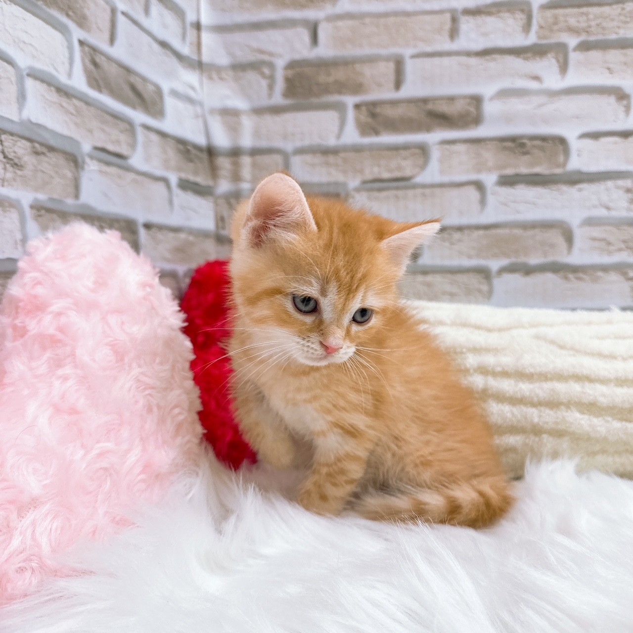 神奈川県のスコティッシュストレート (犬の家＆猫の里モザイクモール港北店/2025年6月15日生まれ/男の子/レッドタビー)の子猫の4枚目の画像