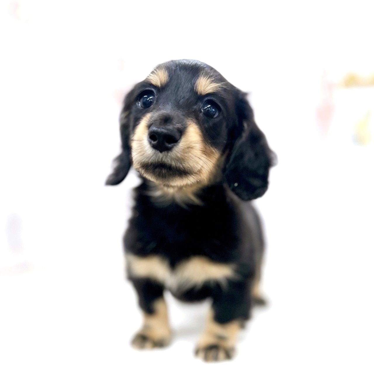 富山県のミニチュアダックスフンド(ロング) (犬の家＆猫の里アミーゴ高岡蓮花寺店/2025年6月15日生まれ/女の子/ブラックイエロー)の子犬の4枚目の画像