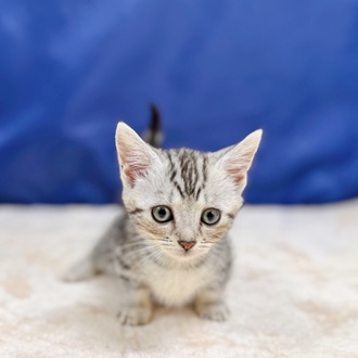 愛知県のマンチカン (犬の家＆猫の里一宮店/2025年6月13日生まれ/女の子/シルバータビー)の子猫の1枚目の画像