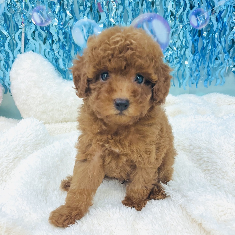愛知県のトイプードル(トイ) (犬の家＆猫の里エアポートウォーク店/2025年6月13日生まれ/男の子/レッド)の子犬の4枚目の画像