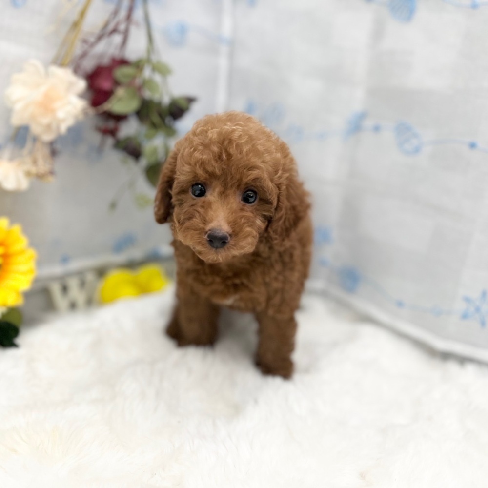 静岡県のトイプードル(トイ) (犬の家＆猫の里MEGAドン・キホーテ袋井店/2025年6月13日生まれ/男の子/レッド)の子犬の4枚目の画像