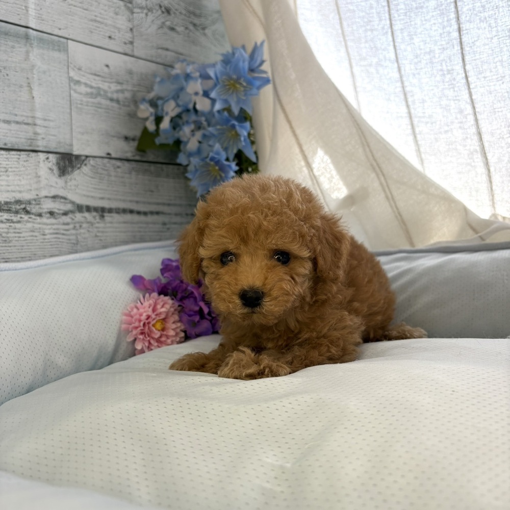 長野県のトイプードル(トイ) (犬の家＆猫の里塩尻店/2025年6月14日生まれ/女の子/アプリコット)の子犬の4枚目の画像