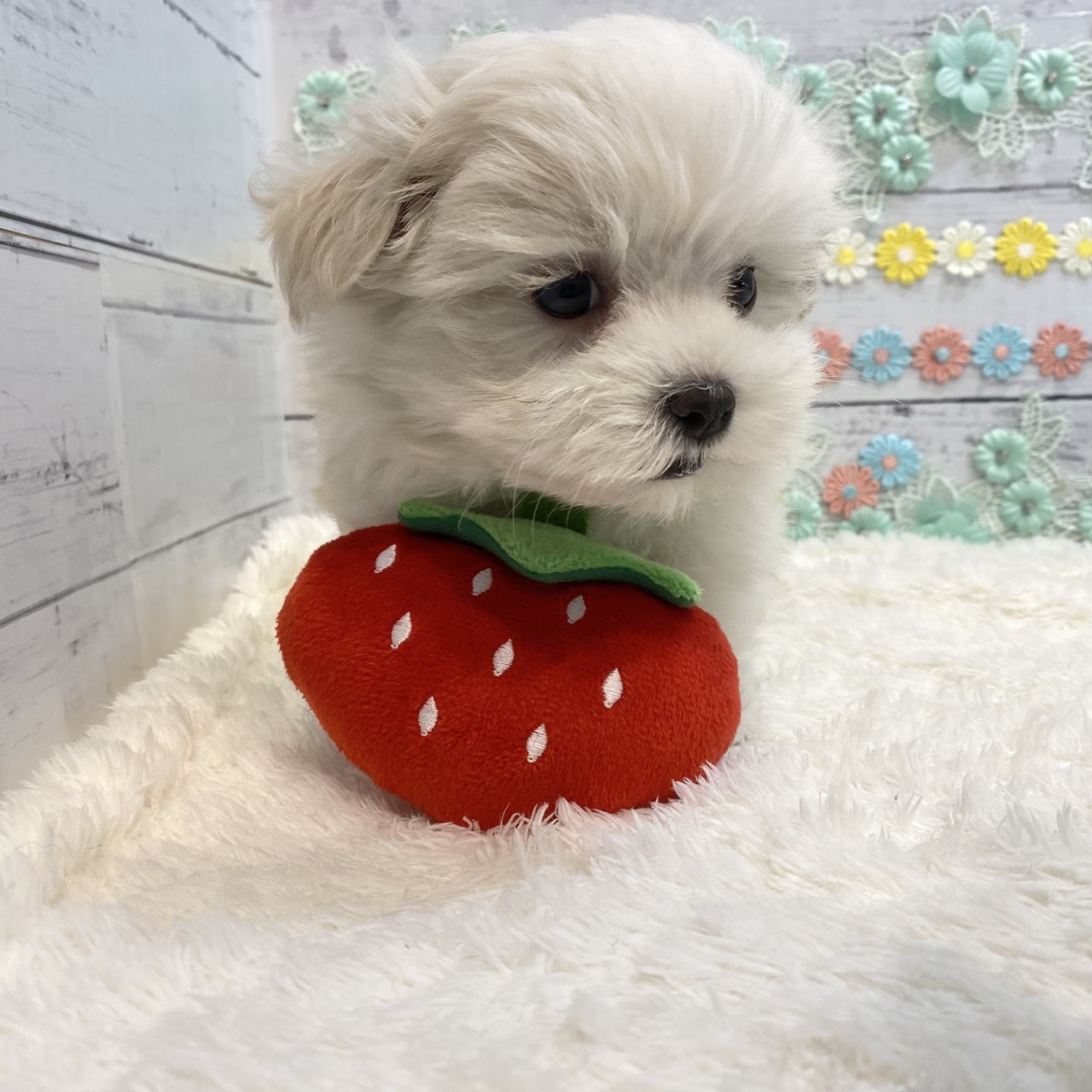 長野県のマルチーズ (犬の家＆猫の里カインズ梓川店/2025年6月15日生まれ/男の子/ホワイト)の子犬の4枚目の画像