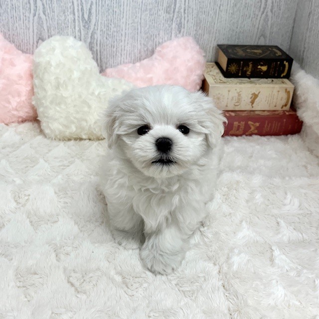 神奈川県のマルチーズ (犬の家＆猫の里相模原店/2025年6月15日生まれ/男の子/ホワイト)の子犬の1枚目の画像