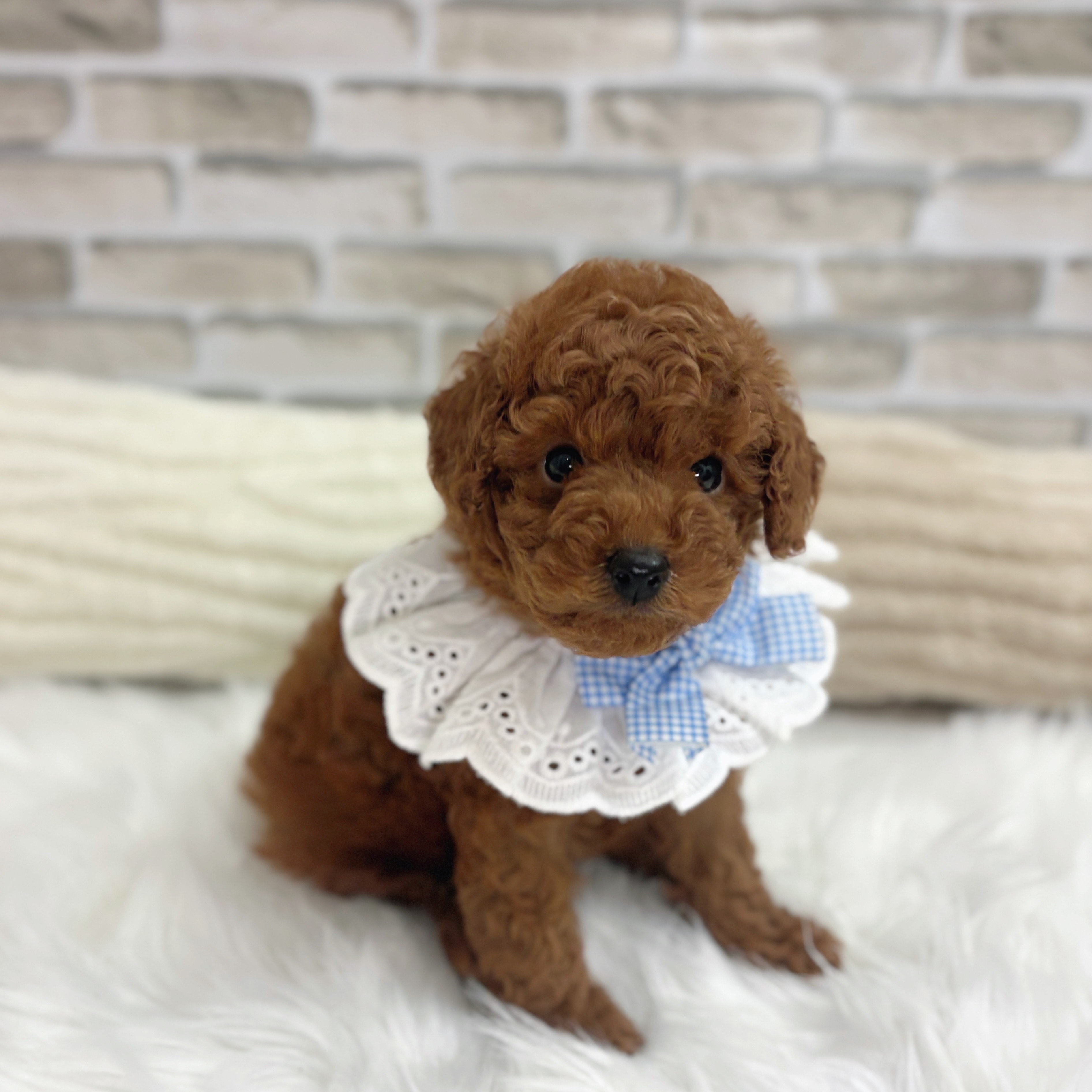 神奈川県のトイプードル(トイ) (犬の家＆猫の里モザイクモール港北店/2025年6月17日生まれ/男の子/レッド)の子犬の4枚目の画像