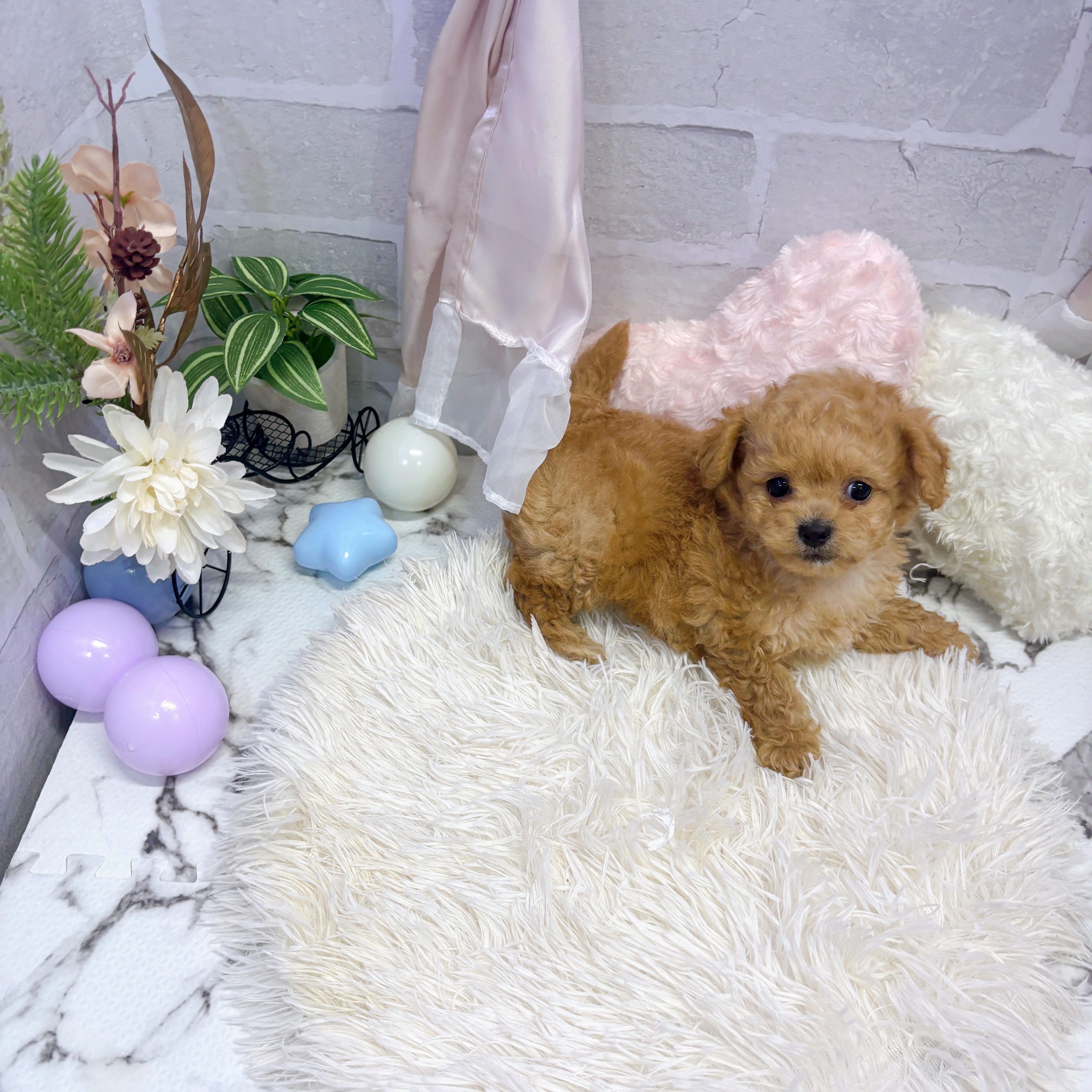 愛知県のチワプー/プーチー(チワワ×プードル) (犬の家＆猫の里岡崎店/2025年6月15日生まれ/男の子/アプリコット)の子犬の4枚目の画像