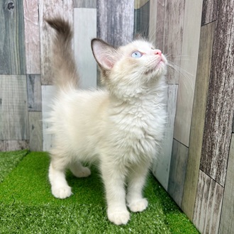 静岡県のラグドール (犬の家＆猫の里マークイズ静岡店/2025年6月15日生まれ/男の子/シールポイントバイカラー)の子猫の4枚目の画像