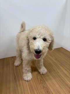 福岡県のスタンダードプードル (犬の家＆猫の里トリアス久山店/2025年6月17日生まれ/男の子/クリーム)の子犬の4枚目の画像