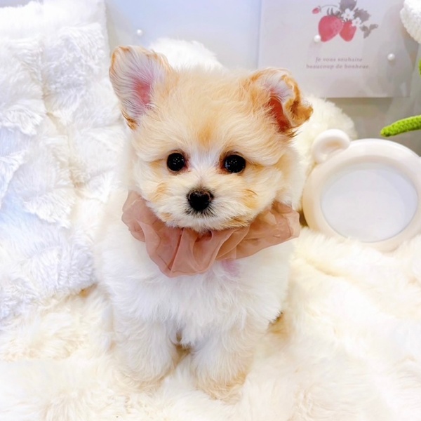 福井県のポメプー(ポメラニアン×プードル) (犬の家＆猫の里福井店/2025年6月16日生まれ/女の子/クリーム)の子犬の4枚目の画像