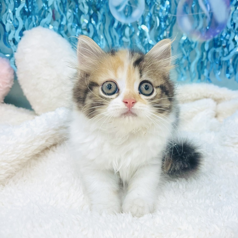 愛知県のスコティッシュストレート (犬の家＆猫の里エアポートウォーク店/2025年6月17日生まれ/女の子/キャリコ)の子猫の4枚目の画像