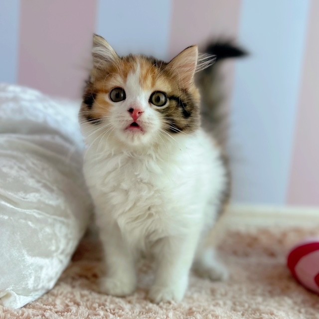 岡山県のスコティッシュストレート (犬の家＆猫の里倉敷中庄店/2025年6月17日生まれ/女の子/キャリコ)の子猫の4枚目の画像