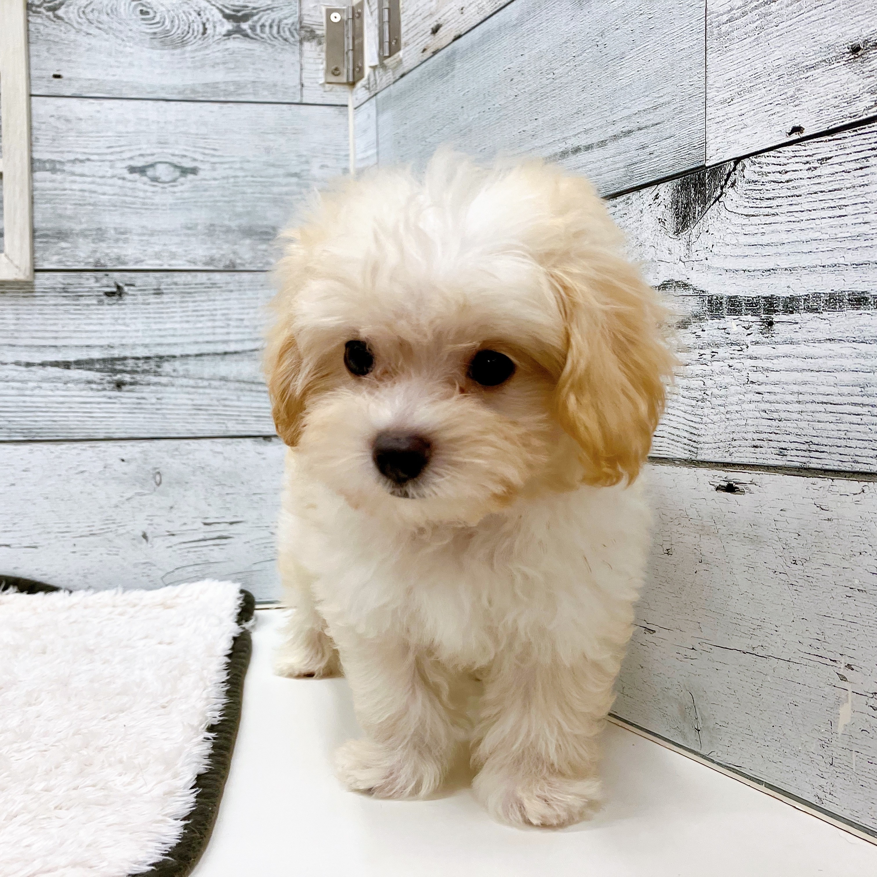 石川県のマルプー(マルチーズ×プードル) (犬の家＆猫の里アミーゴ金沢おこばた店/2025年6月16日生まれ/男の子/クリームホワイト)の子犬の4枚目の画像
