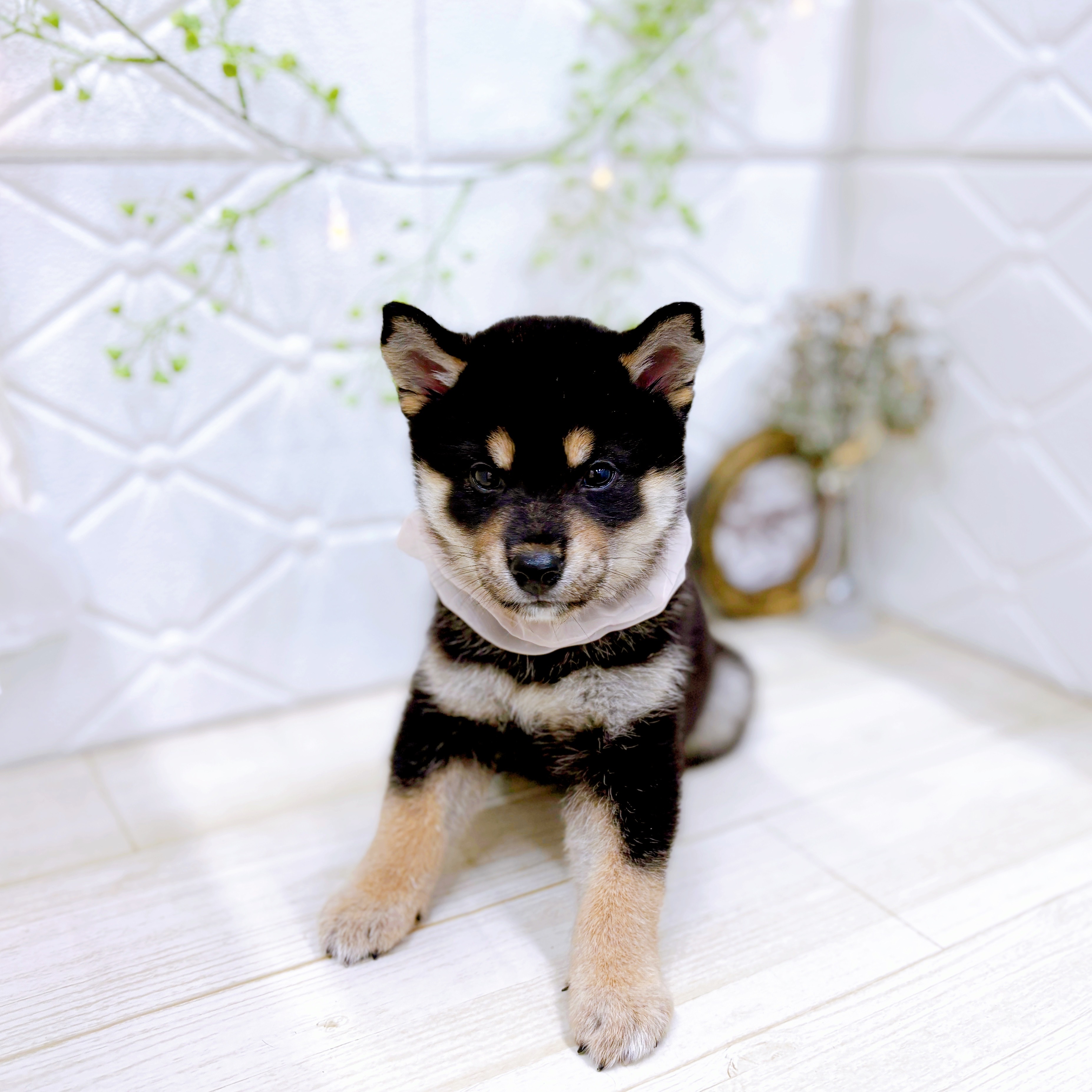 福井県の柴犬(標準サイズ) (犬の家＆猫の里アミーゴ福井店/2025年6月18日生まれ/女の子/黒)の子犬の4枚目の画像