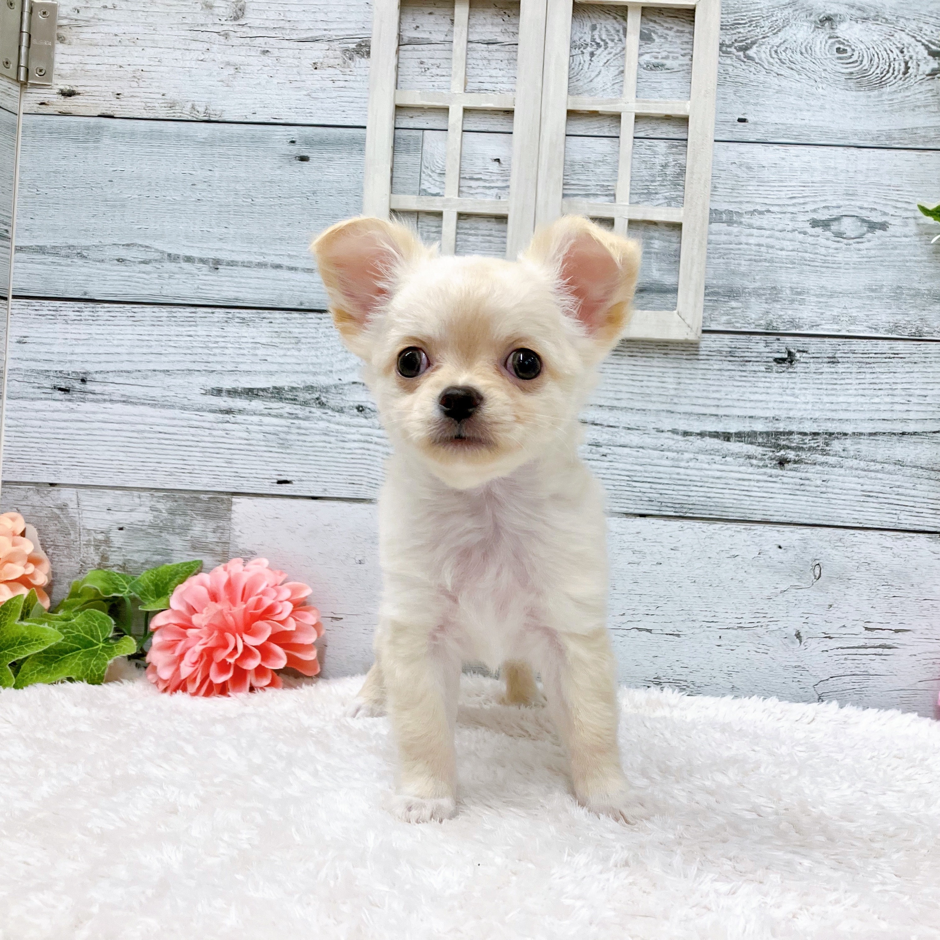 石川県のチワワ(ロング) (犬の家＆猫の里アミーゴ金沢おこばた店/2025年6月17日生まれ/男の子/クリーム)の子犬の4枚目の画像