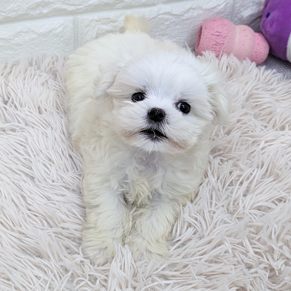 愛知県のマルチーズ (犬の家＆猫の里MEGAドン・キホーテ東海名和店/2025年6月17日生まれ/女の子/ホワイト)の子犬の4枚目の画像
