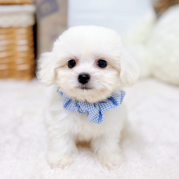 滋賀県のハーフ犬・ミックス犬 (犬の家＆猫の里近江八幡店/2025年6月19日生まれ/男の子/ホワイト)の子犬の4枚目の画像