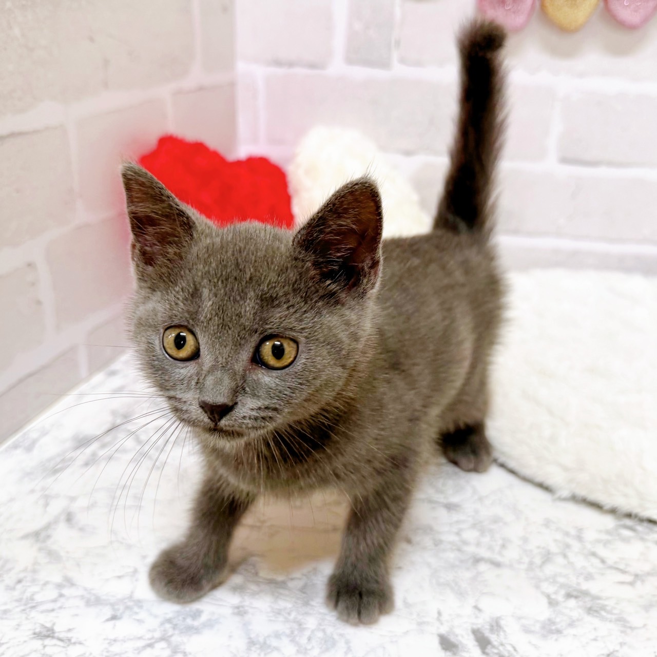 京都府のブリティッシュショートヘアー (犬の家＆猫の里京都精華店/2025年6月15日生まれ/男の子/ブルー)の子猫の4枚目の画像