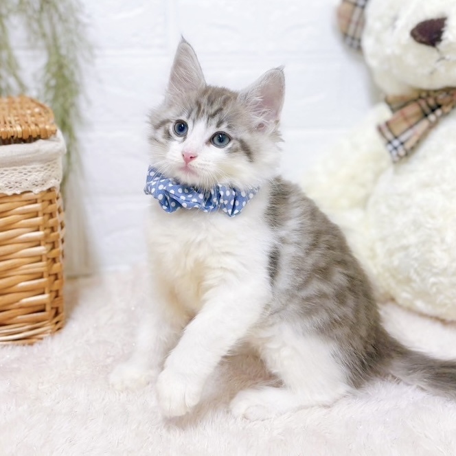 滋賀県のノルウェージャンフォレストキャット (犬の家＆猫の里近江八幡店/2025年6月18日生まれ/男の子/ブルータビーホワイト)の子猫の4枚目の画像