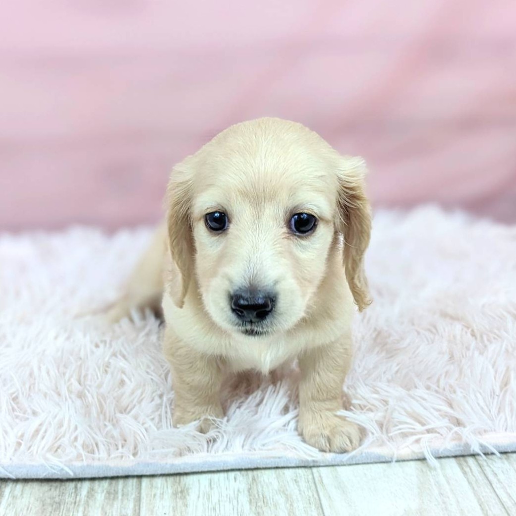 兵庫県のミニチュアダックスフンド(ロング) (犬の家＆猫の里川西店/2025年6月17日生まれ/女の子/イエロー)の子犬の4枚目の画像