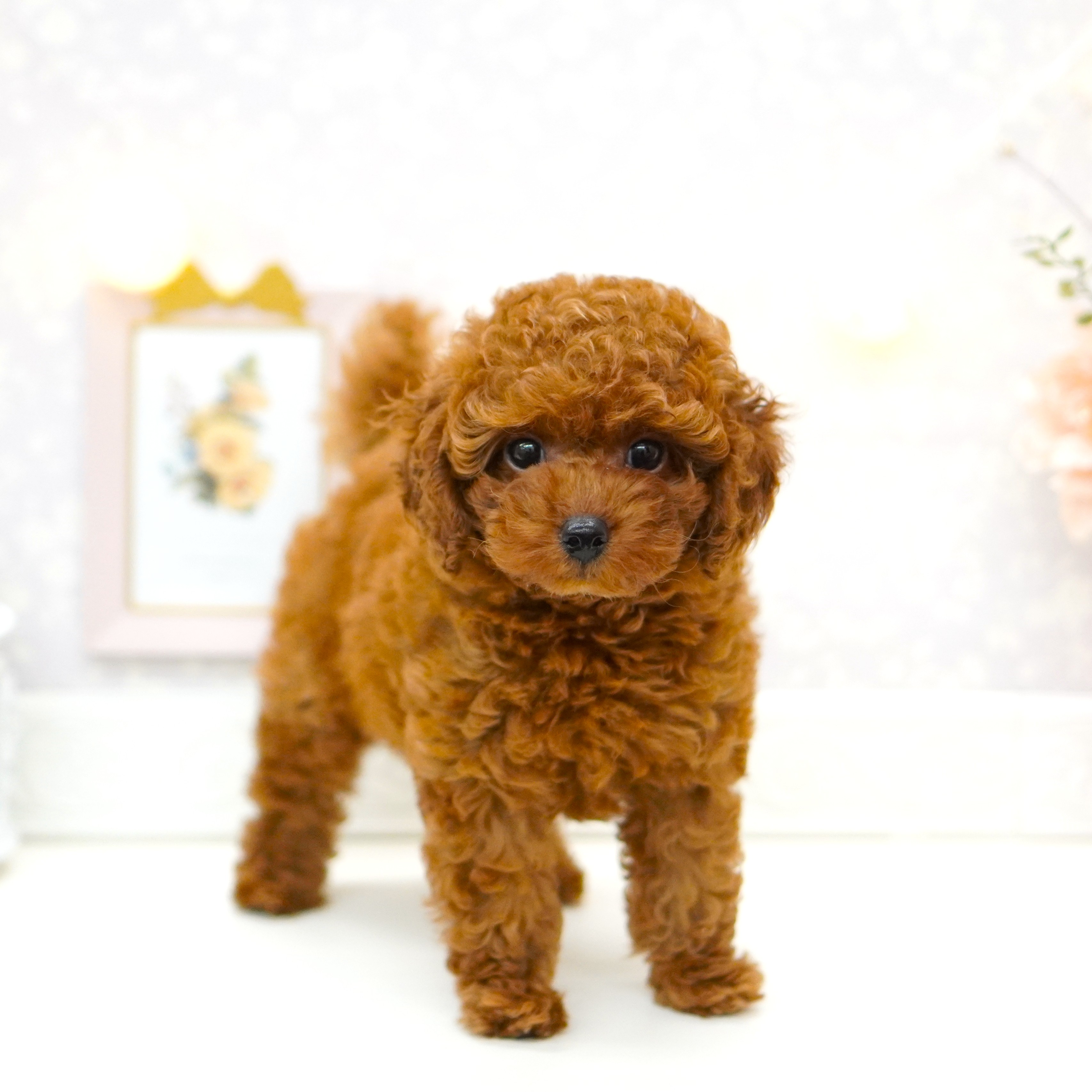 富山県のトイプードル(トイ) (犬の家＆猫の里アミーゴ山室店/2025年6月16日生まれ/女の子/レッドフォーン)の子犬の1枚目の画像