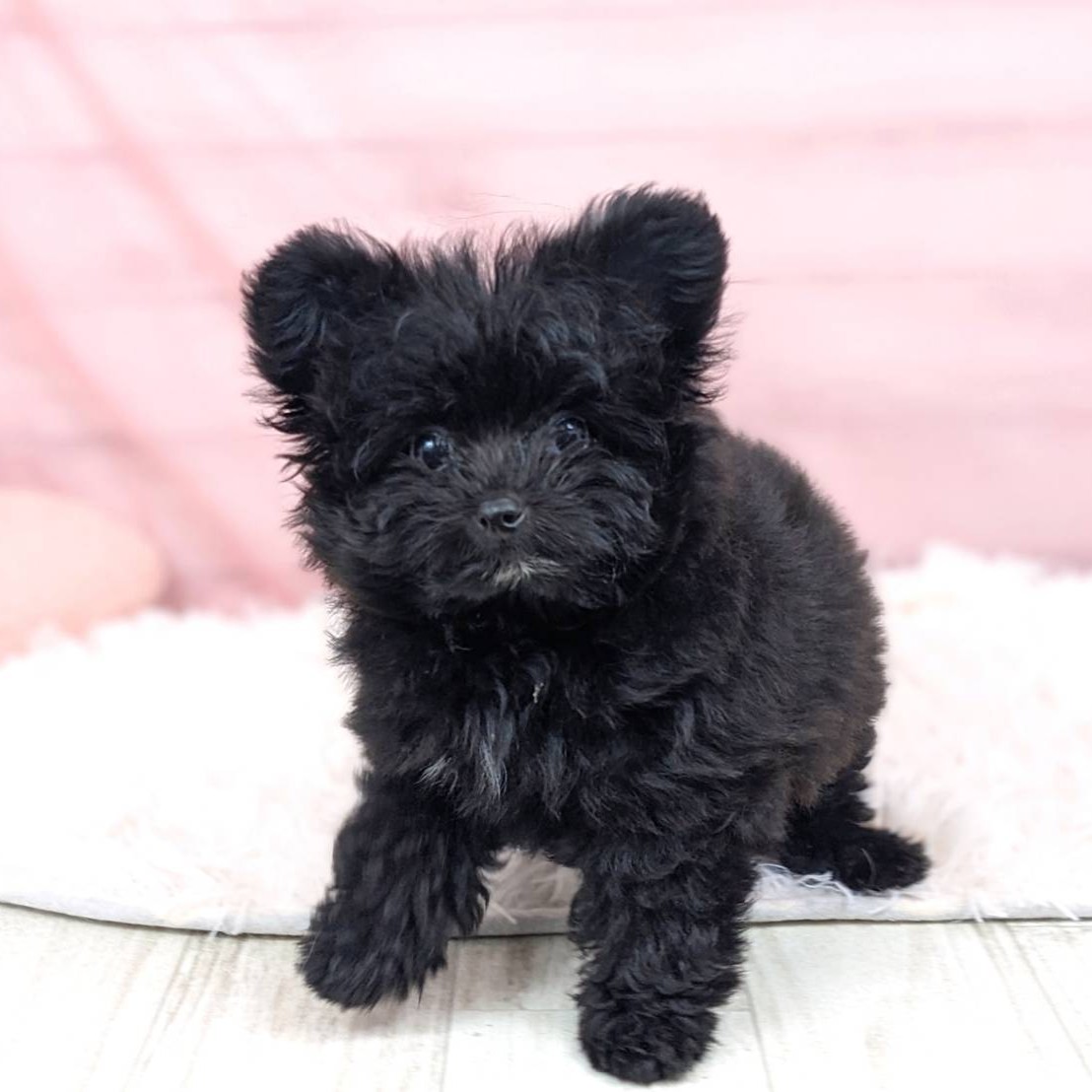 兵庫県のポメプー(ポメラニアン×プードル) (犬の家＆猫の里川西店/2025年6月18日生まれ/女の子/ブラック)の子犬の4枚目の画像