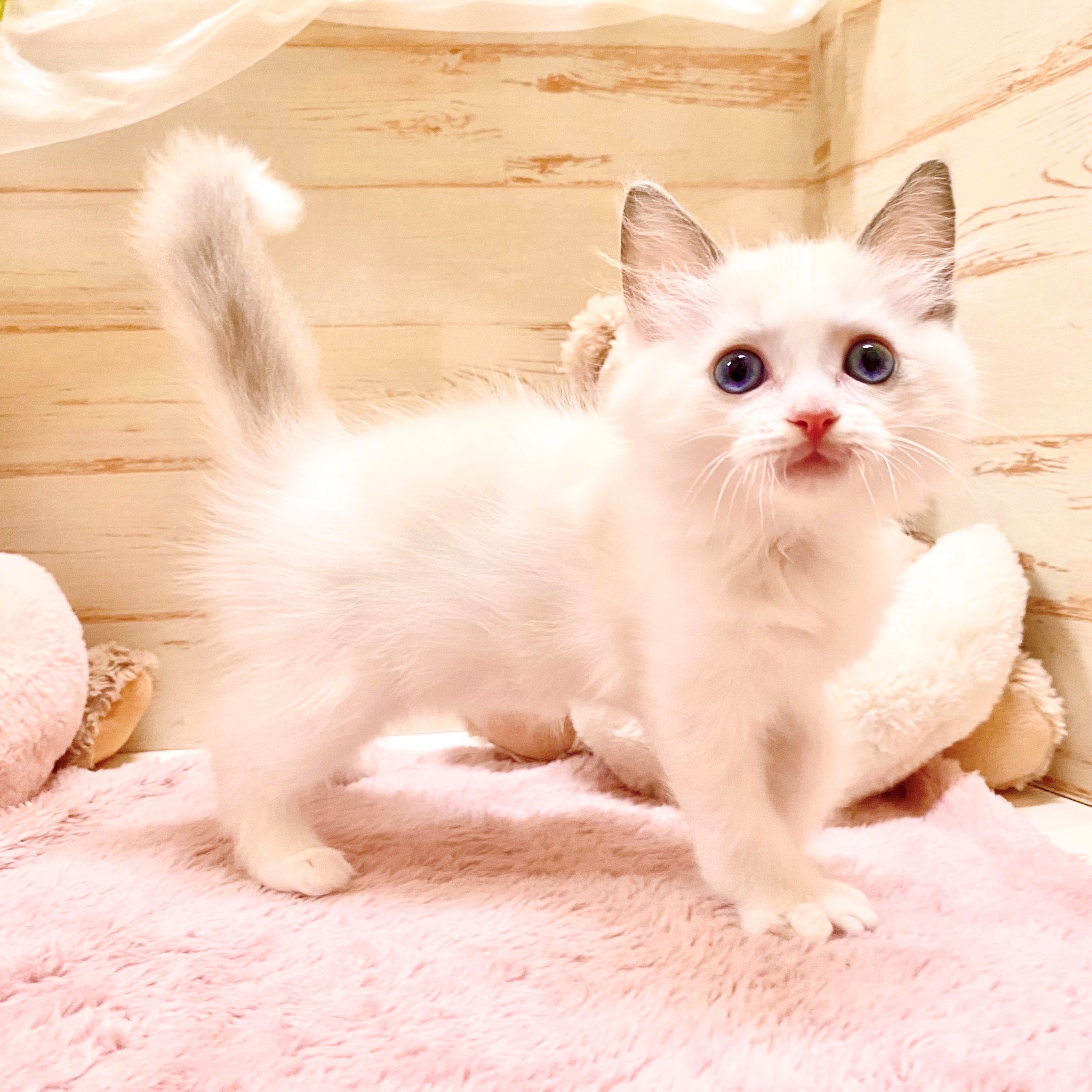 兵庫県のラグドール (犬の家＆猫の里神戸店/2025年6月13日生まれ/男の子/ブルーポイントバイカラー)の子猫の1枚目の画像