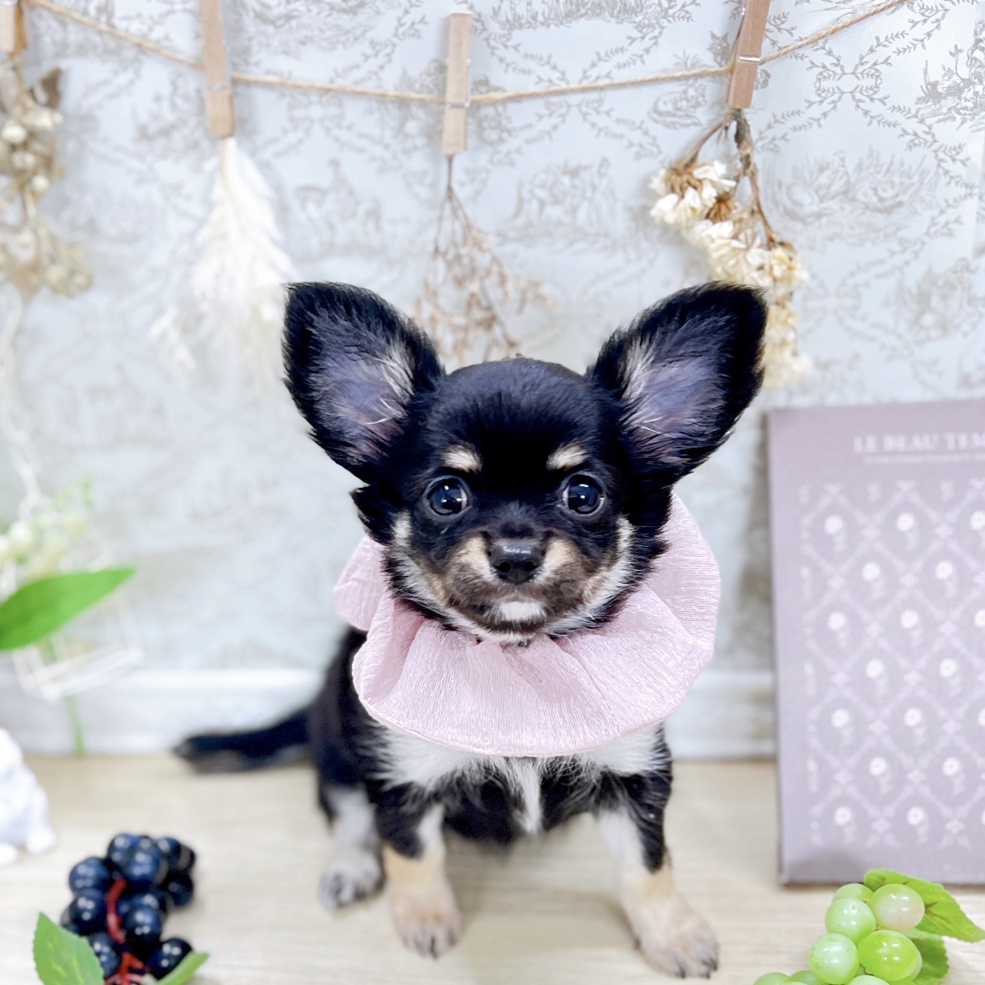 福井県のチワワ(ロング) (犬の家＆猫の里アミーゴ福井大和田店/2025年6月18日生まれ/女の子/ブラックタン)の子犬の4枚目の画像