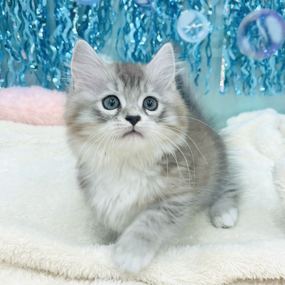 愛知県のマンチカン (犬の家＆猫の里エアポートウォーク店/2025年6月19日生まれ/男の子/シルバータビーホワイト)の子猫の4枚目の画像