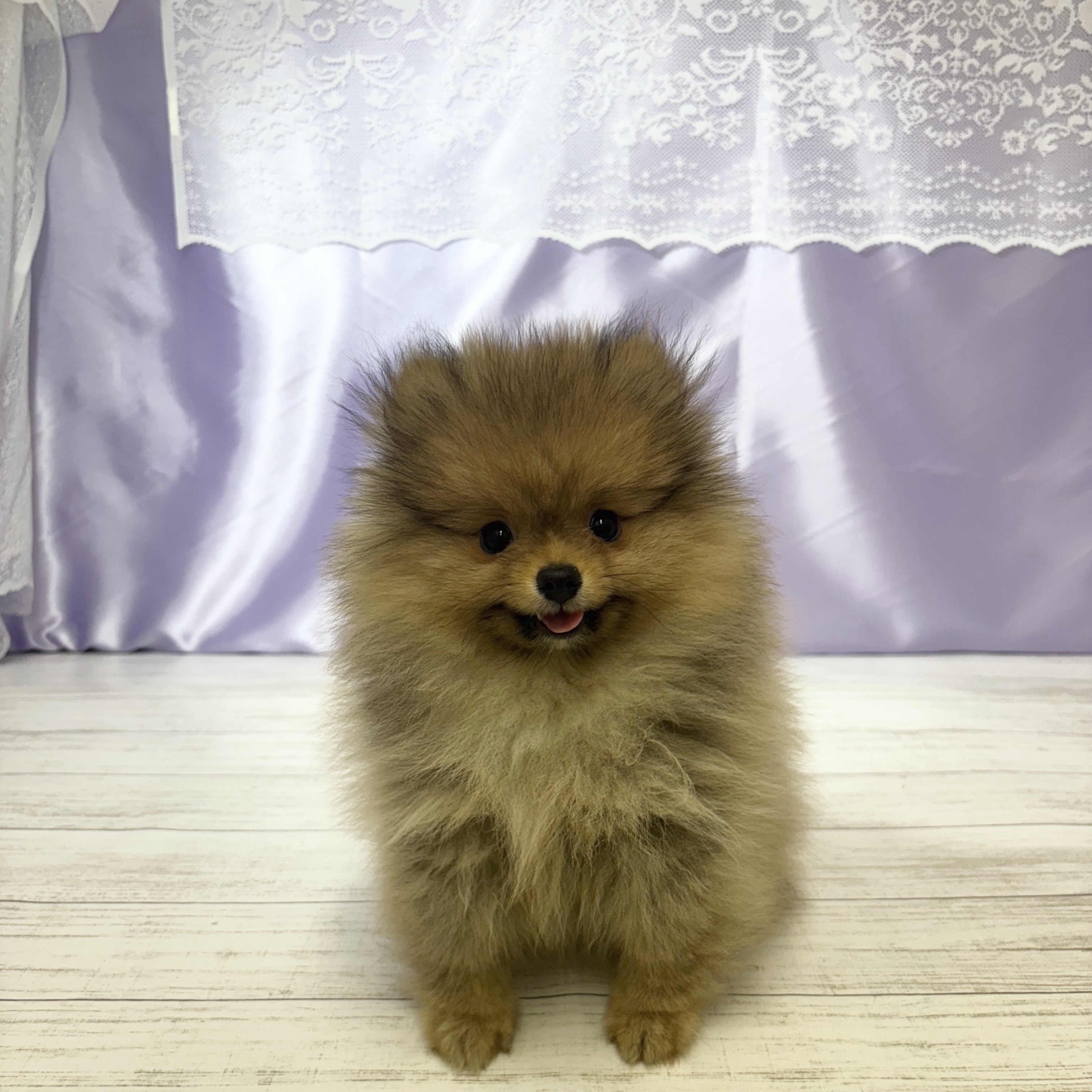 兵庫県のポメラニアン (犬の家＆猫の里尼崎店/2025年6月18日生まれ/女の子/オレンジ)の子犬の1枚目の画像