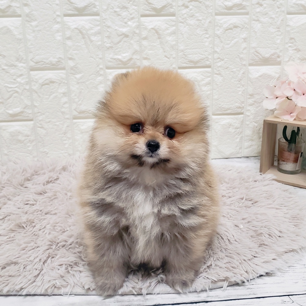 岡山県のポメラニアン (犬の家＆猫の里岡山店/2025年6月18日生まれ/女の子/オレンジ)の子犬の4枚目の画像