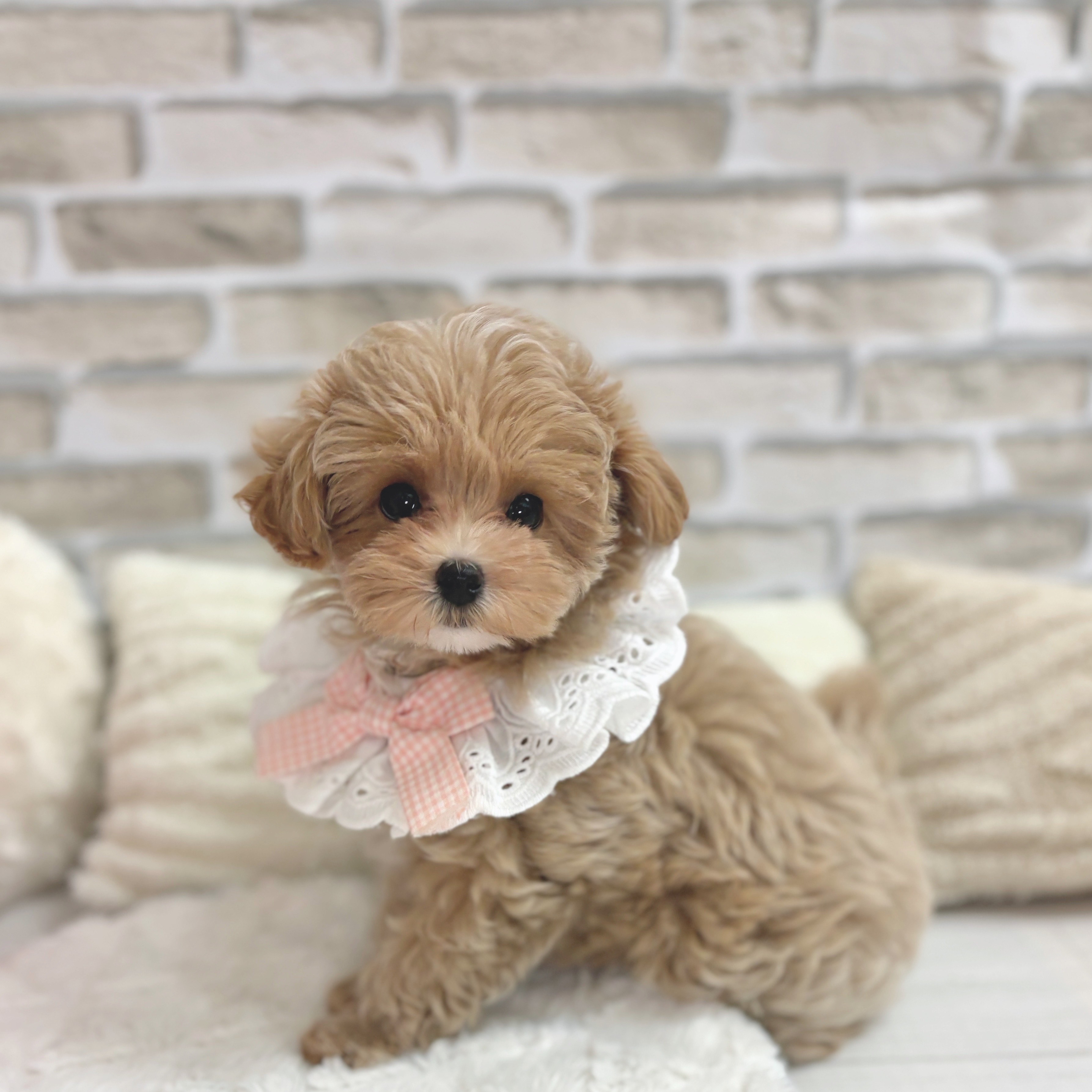 神奈川県のマルプー(マルチーズ×プードル) (犬の家＆猫の里モザイクモール港北店/2025年6月16日生まれ/女の子/アプリコットホワイト)の子犬の1枚目の画像