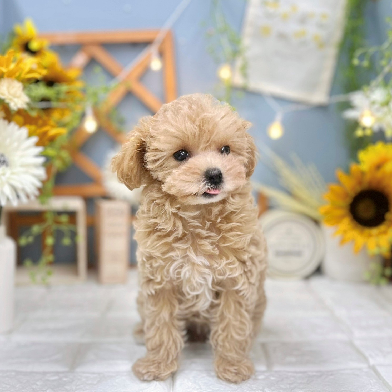 千葉県のマルプー(マルチーズ×プードル) (犬の家＆猫の里ワンズモール稲毛店/2025年6月16日生まれ/女の子/アプリコット)の子犬の4枚目の画像