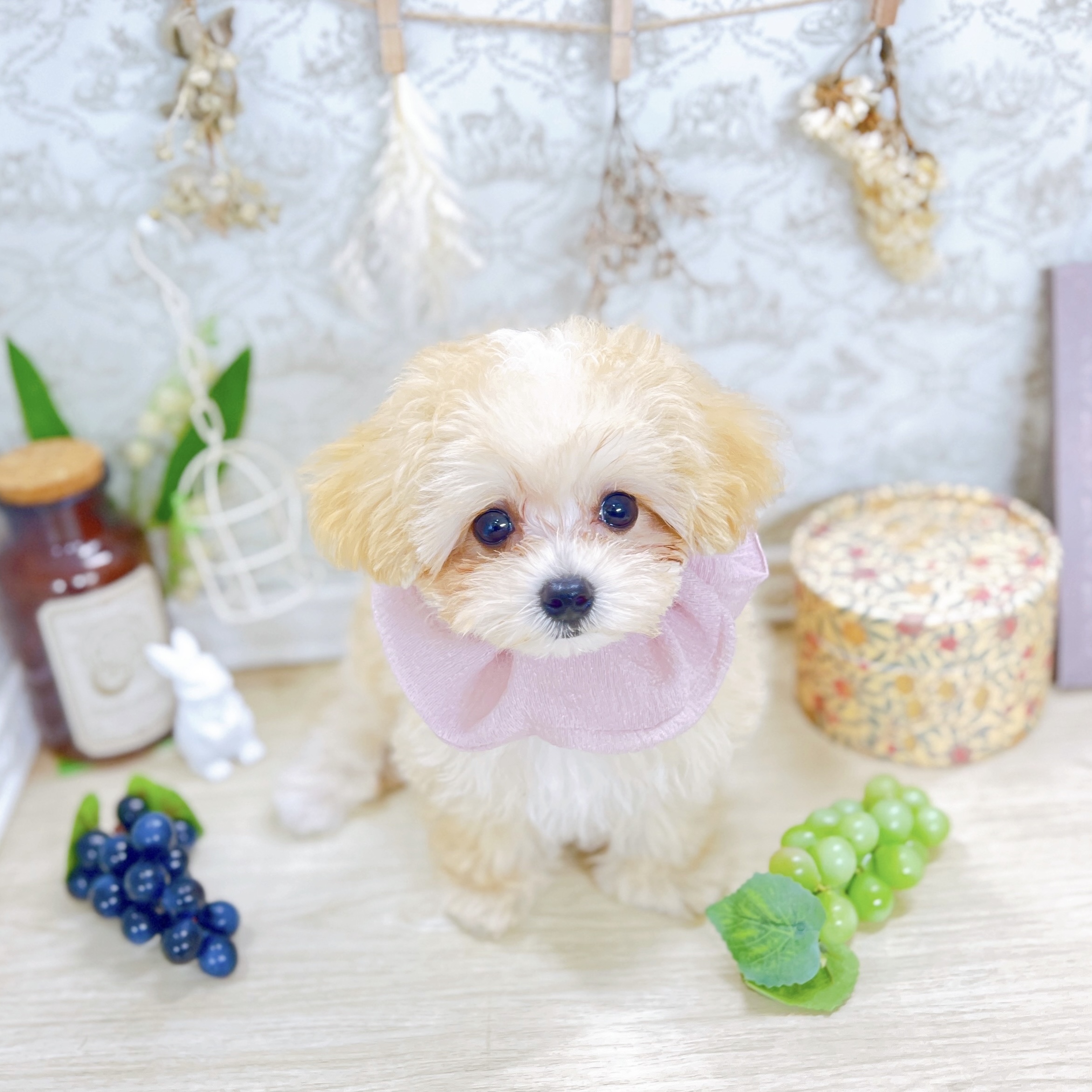 福井県のマルプー(マルチーズ×プードル) (犬の家＆猫の里アミーゴ福井大和田店/2025年6月17日生まれ/女の子/アプリコットホワイト)の子犬の4枚目の画像