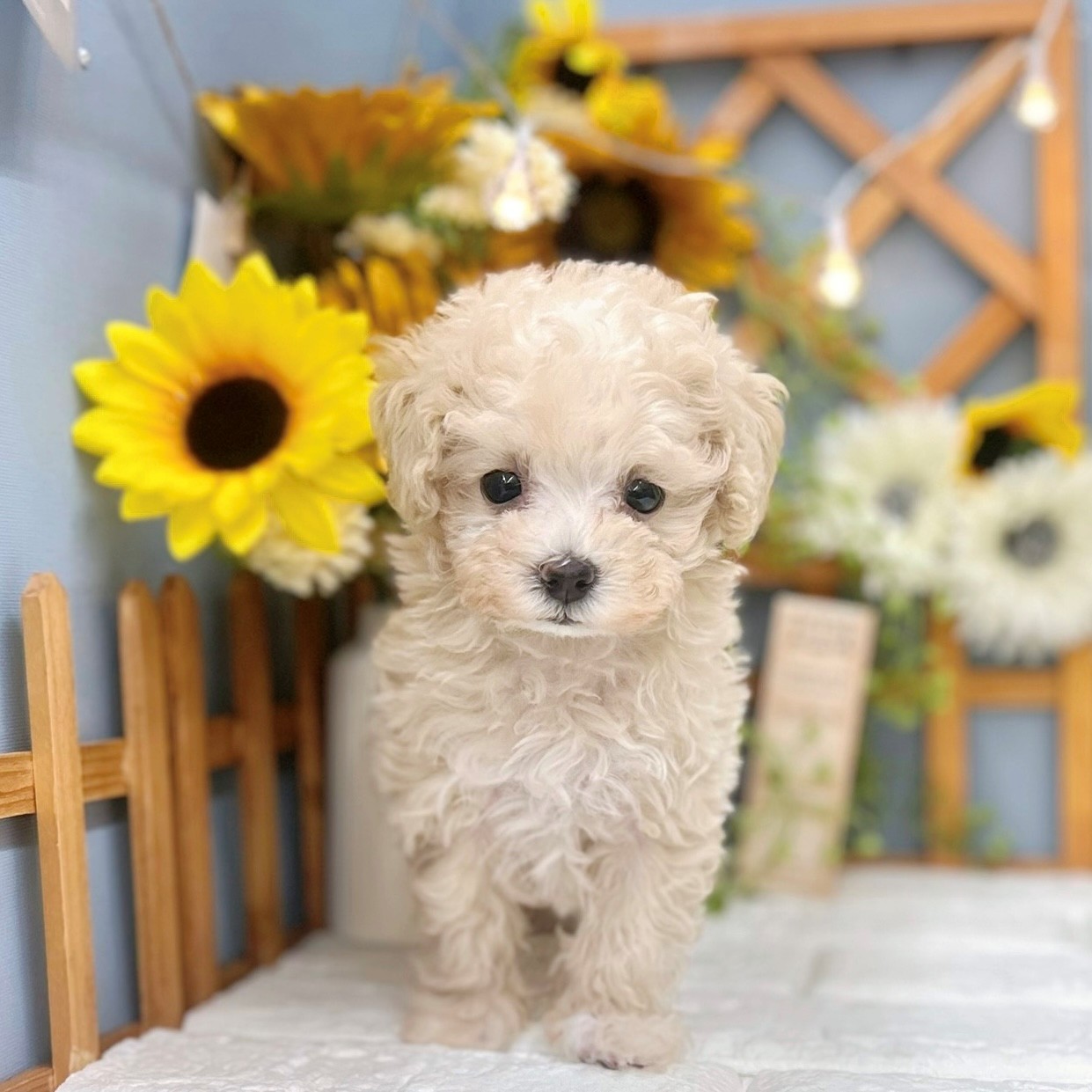 千葉県のマルプー(マルチーズ×プードル) (犬の家＆猫の里ワンズモール稲毛店/2025年6月22日生まれ/女の子/クリームホワイト)の子犬の4枚目の画像