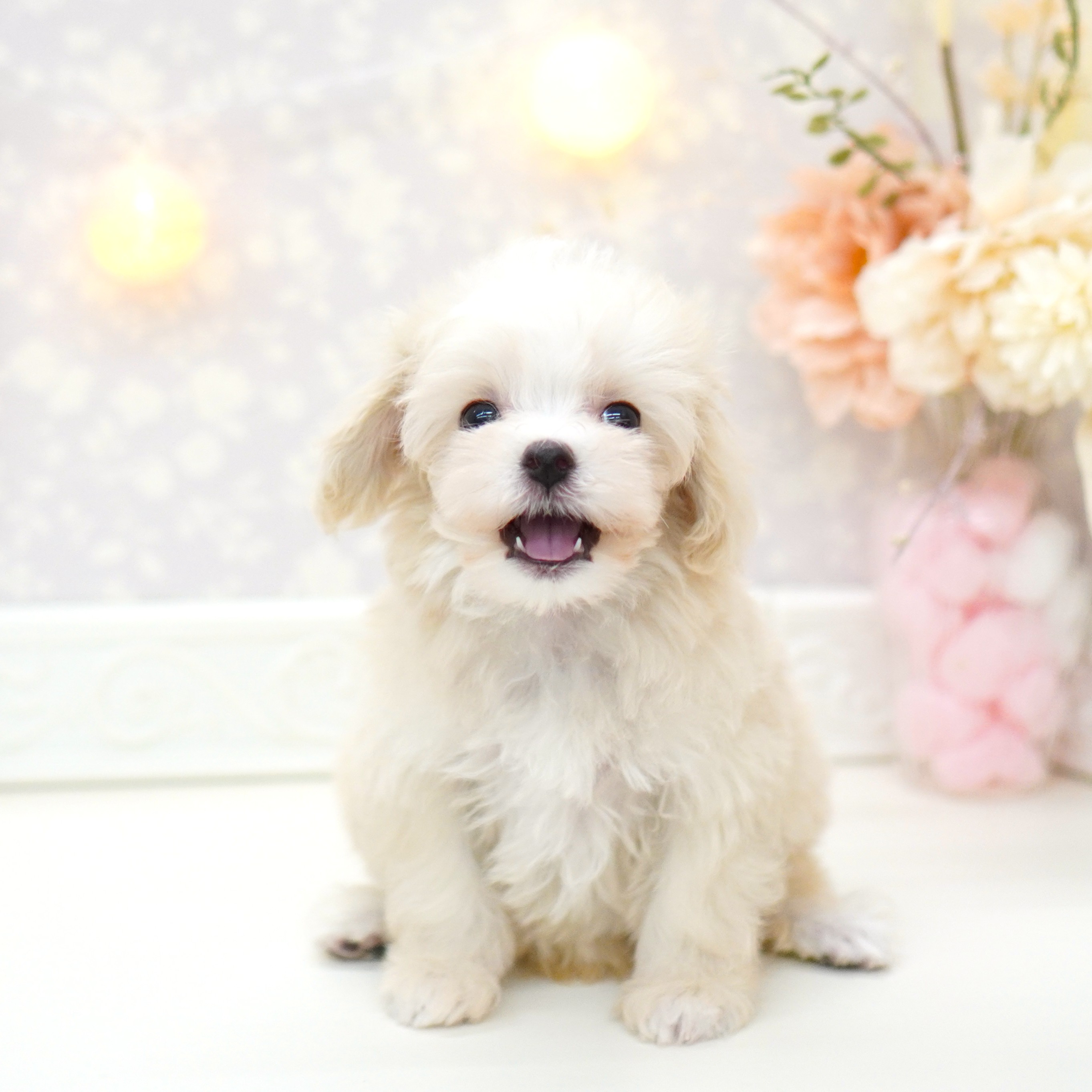 富山県のマルプー(マルチーズ×プードル) (犬の家＆猫の里富山店/2025年6月22日生まれ/男の子/クリームホワイト)の子犬の4枚目の画像