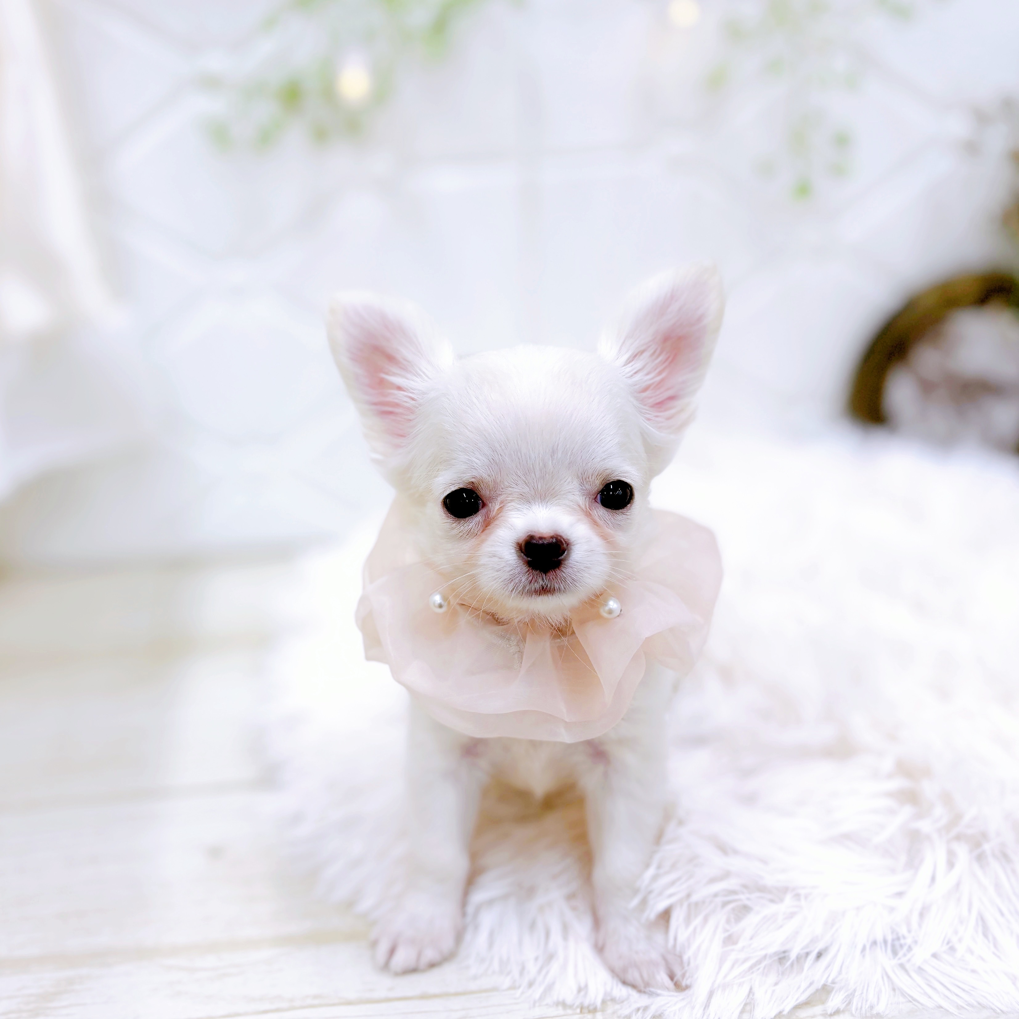 福井県のチワワ(ロング) (犬の家＆猫の里アミーゴ福井店/2025年6月22日生まれ/女の子/クリームホワイト)の子犬の4枚目の画像