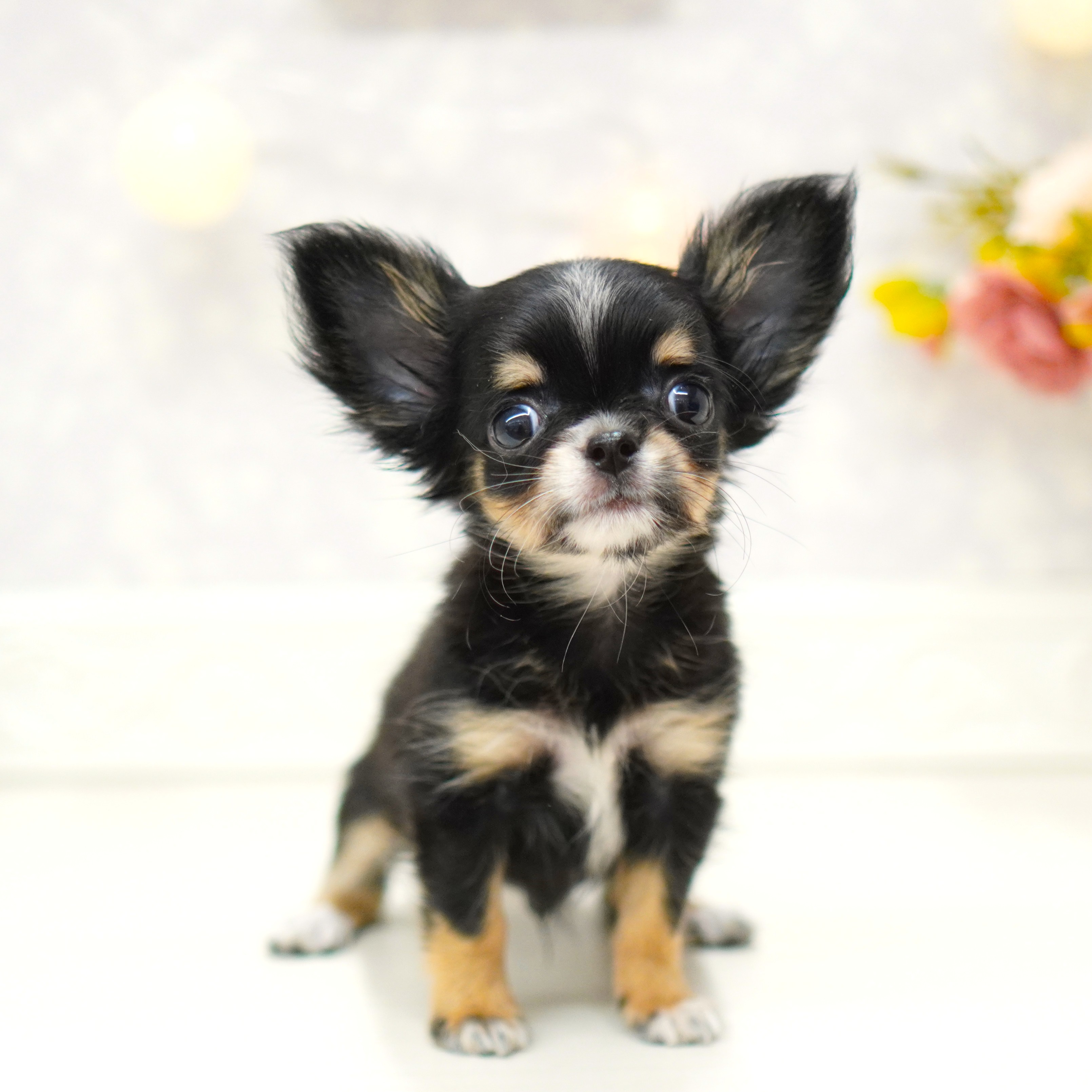 富山県のチワワ(ロング) (犬の家＆猫の里アミーゴ山室店/2025年6月22日生まれ/男の子/ブラックタンホワイト)の子犬の4枚目の画像