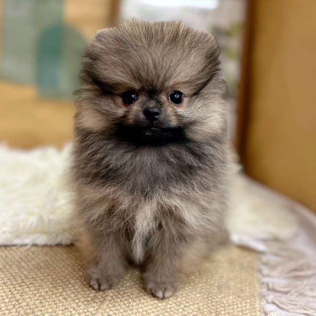岡山県のポメラニアン (犬の家＆猫の里倉敷中庄店/2025年6月18日生まれ/男の子/クリームセーブル)の子犬の4枚目の画像