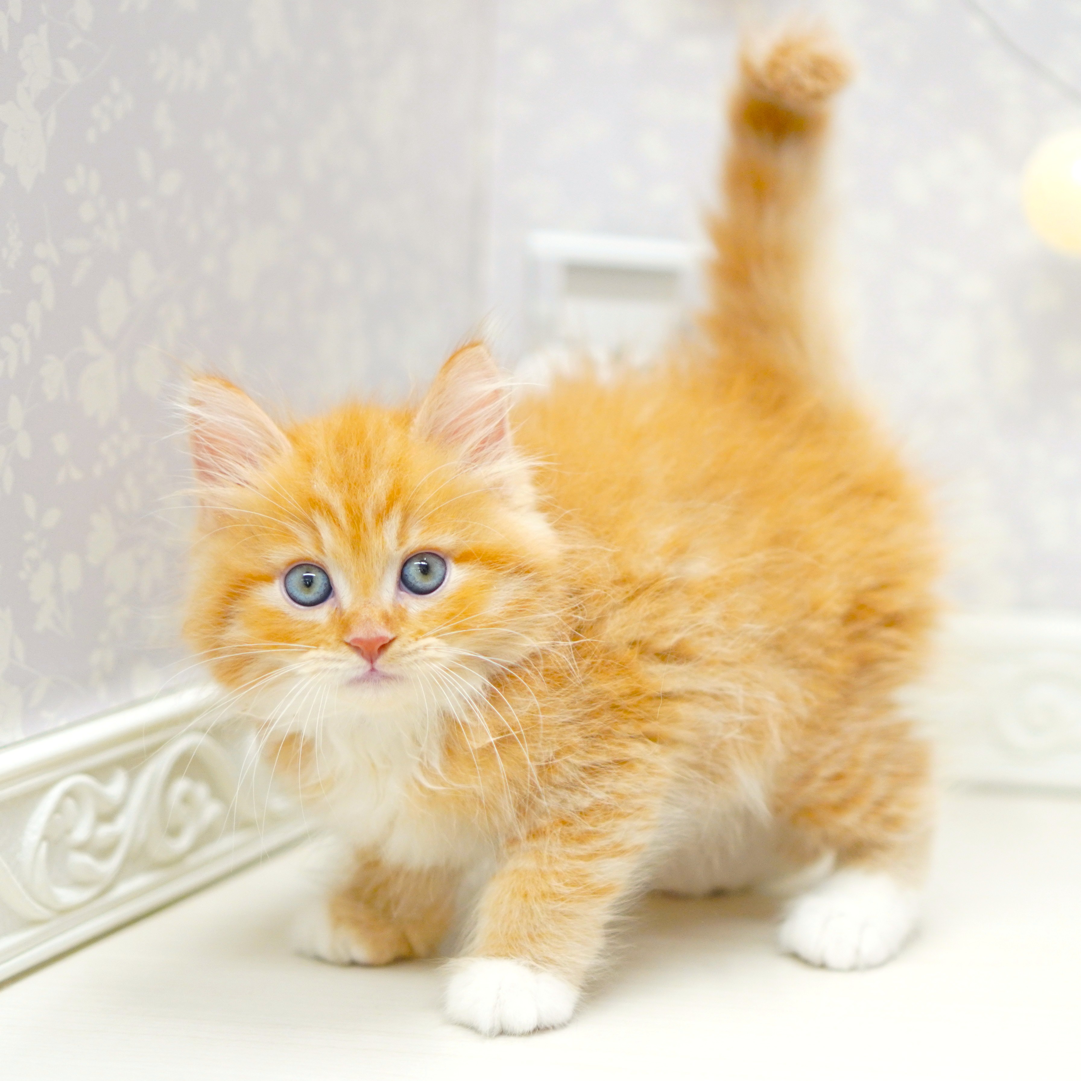 富山県のミヌエット (犬の家＆猫の里アミーゴ山室店/2025年6月22日生まれ/男の子/レッドタビーホワイト)の子猫の4枚目の画像