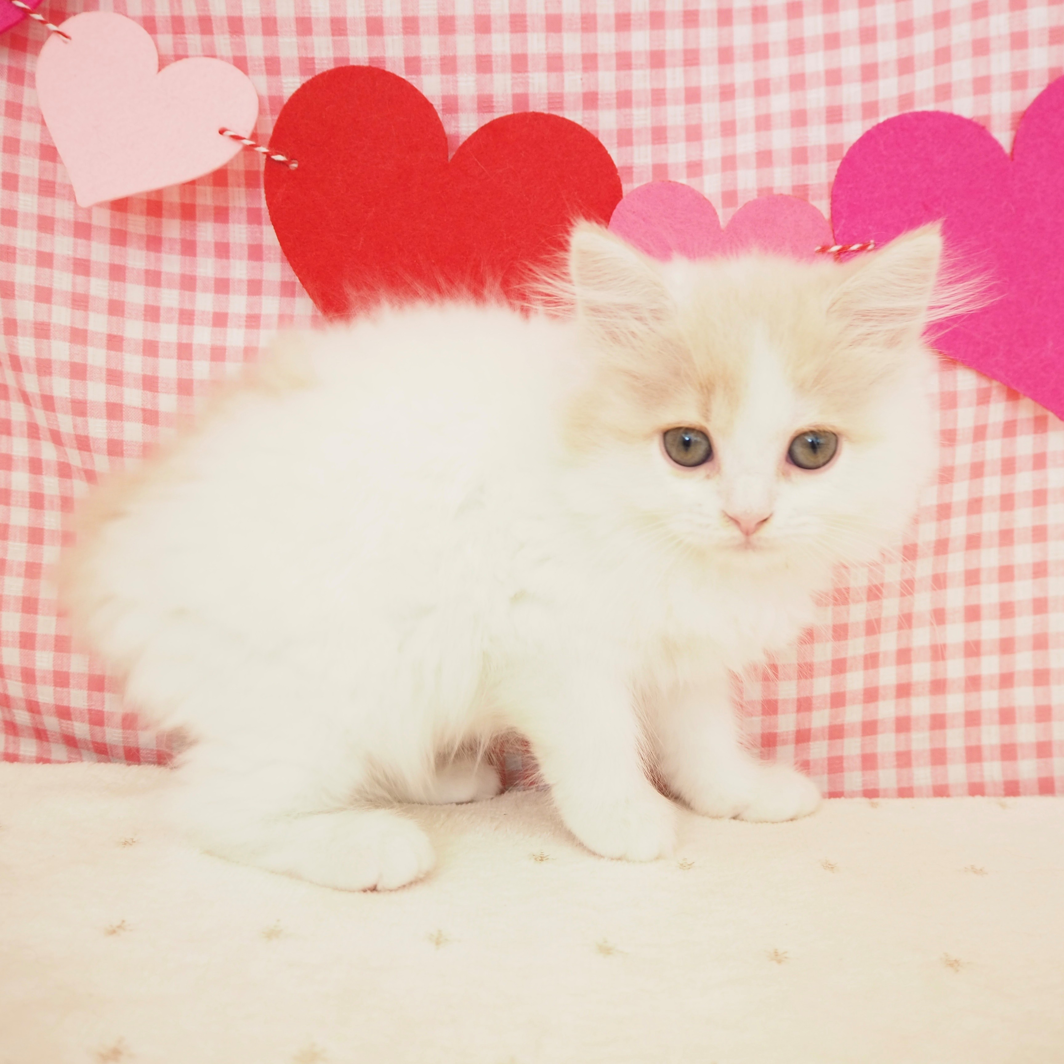 大阪府のスコティッシュストレート (犬の家＆猫の里もりのみやキューズモールBASE店/2025年6月20日生まれ/女の子/クリームタビーホワイト)の子猫の4枚目の画像