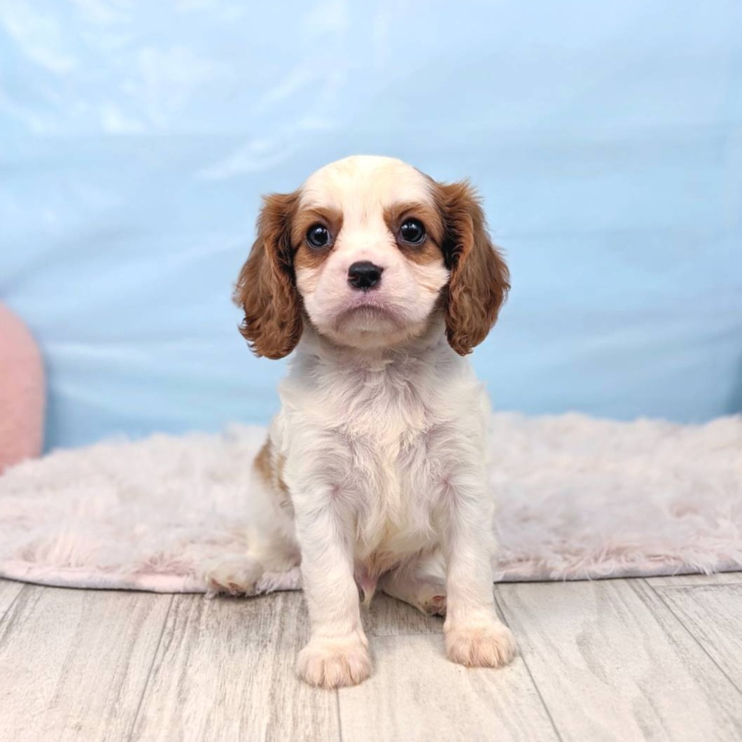兵庫県のキャバリアキングチャールズスパニエル (犬の家＆猫の里川西店/2025年6月20日生まれ/男の子/ブレンハイム)の子犬の4枚目の画像