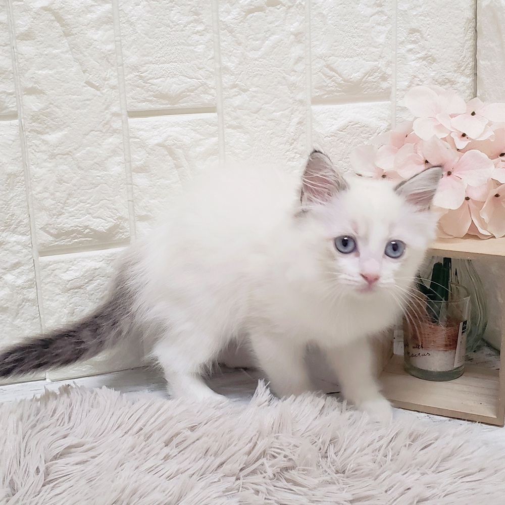 岡山県のラグドール (犬の家＆猫の里岡山店/2025年6月20日生まれ/女の子/シールポイントバイカラー)の子猫の4枚目の画像