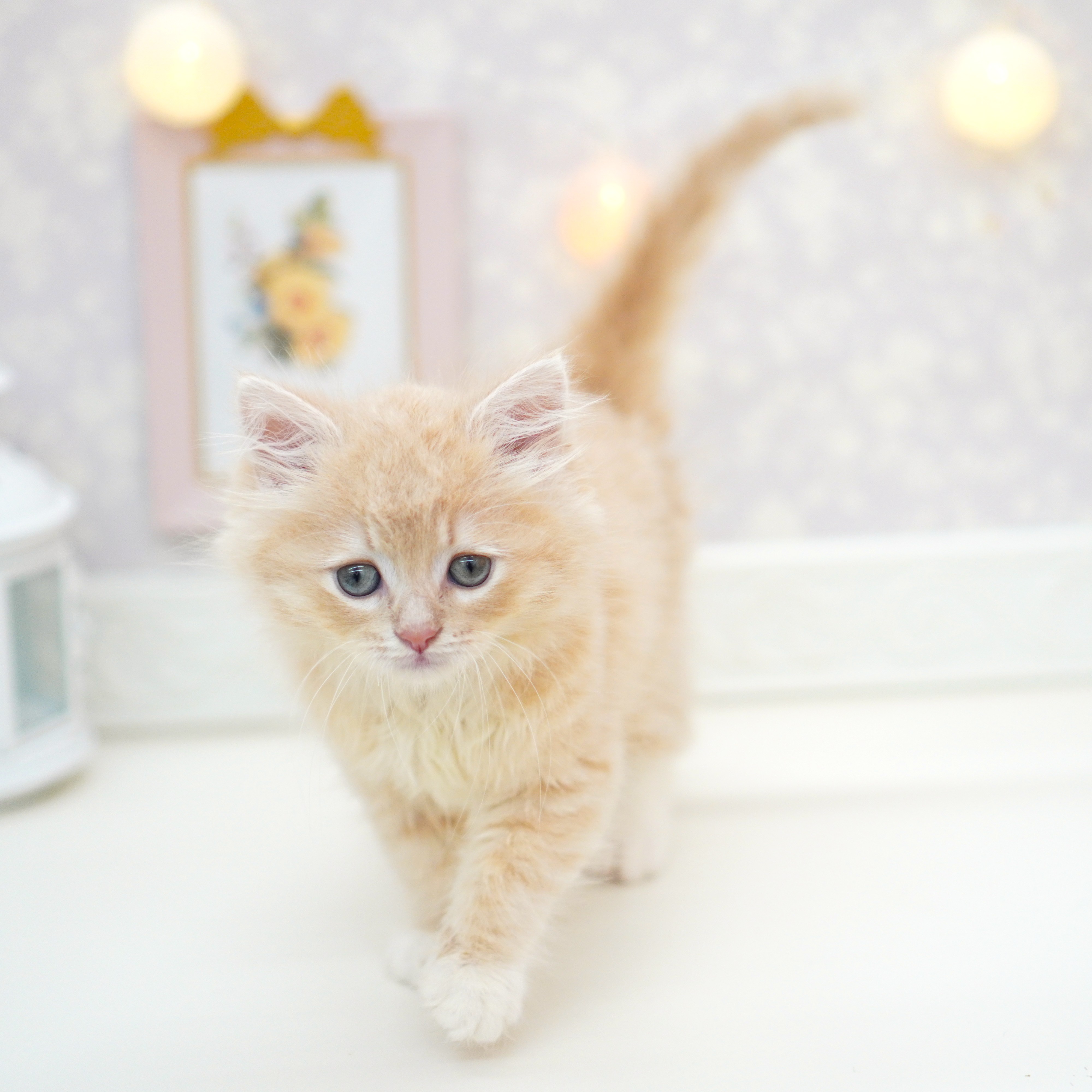富山県のラガマフィン (犬の家＆猫の里富山店/2025年6月19日生まれ/男の子/クリームタビー)の子猫の4枚目の画像