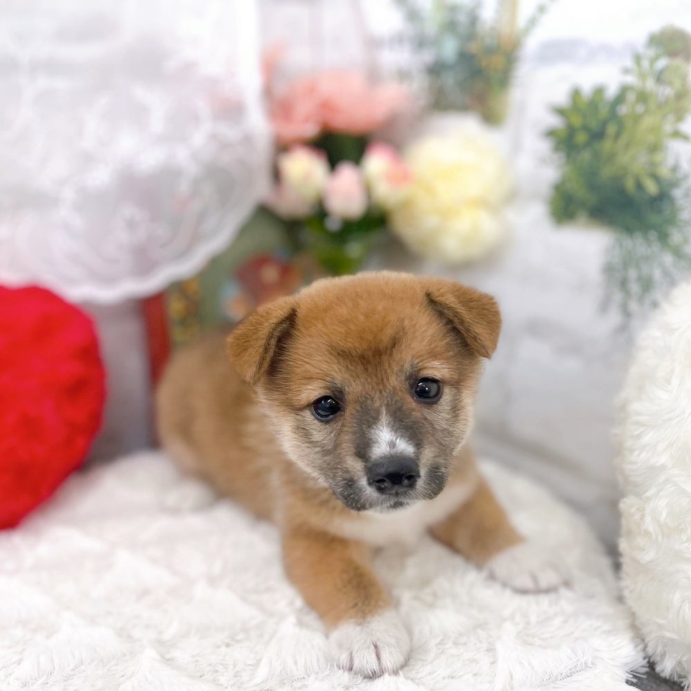 京都府のハーフ犬・ミックス犬 (犬の家＆猫の里京都樟葉店/2025年6月20日生まれ/女の子/レッド)の子犬の4枚目の画像