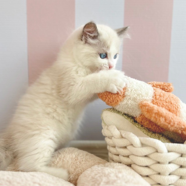 岡山県のラグドール (犬の家＆猫の里倉敷中庄店/2025年6月18日生まれ/男の子/ブルーポイントバイカラー)の子猫の4枚目の画像