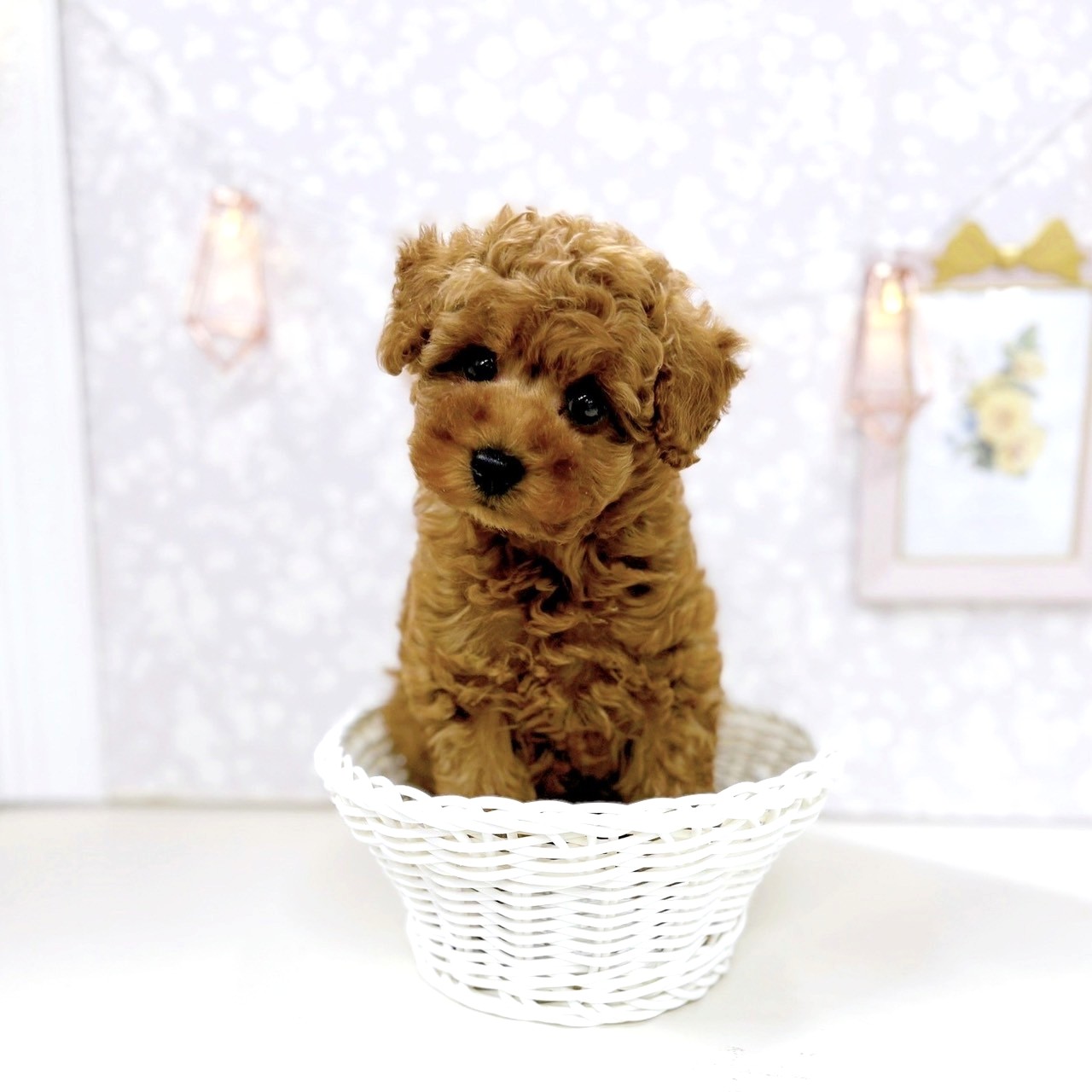 富山県のトイプードル(トイ) (犬の家＆猫の里アミーゴ高岡蓮花寺店/2025年6月15日生まれ/女の子/レッド)の子犬の4枚目の画像