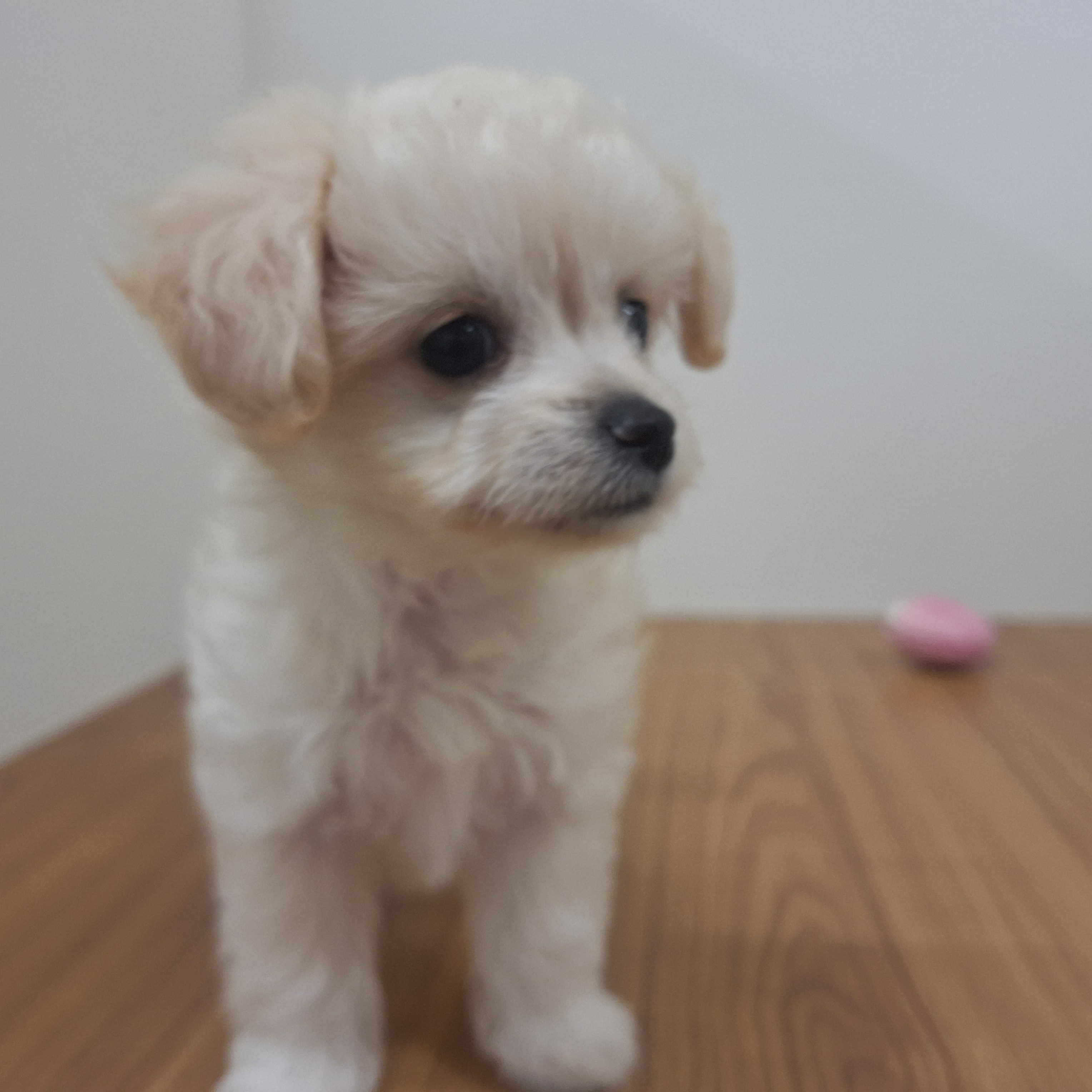 福岡県のチワプー/プーチー(チワワ×プードル) (犬の家＆猫の里トリアス久山店/2025年6月21日生まれ/女の子/クリーム)の子犬の4枚目の画像