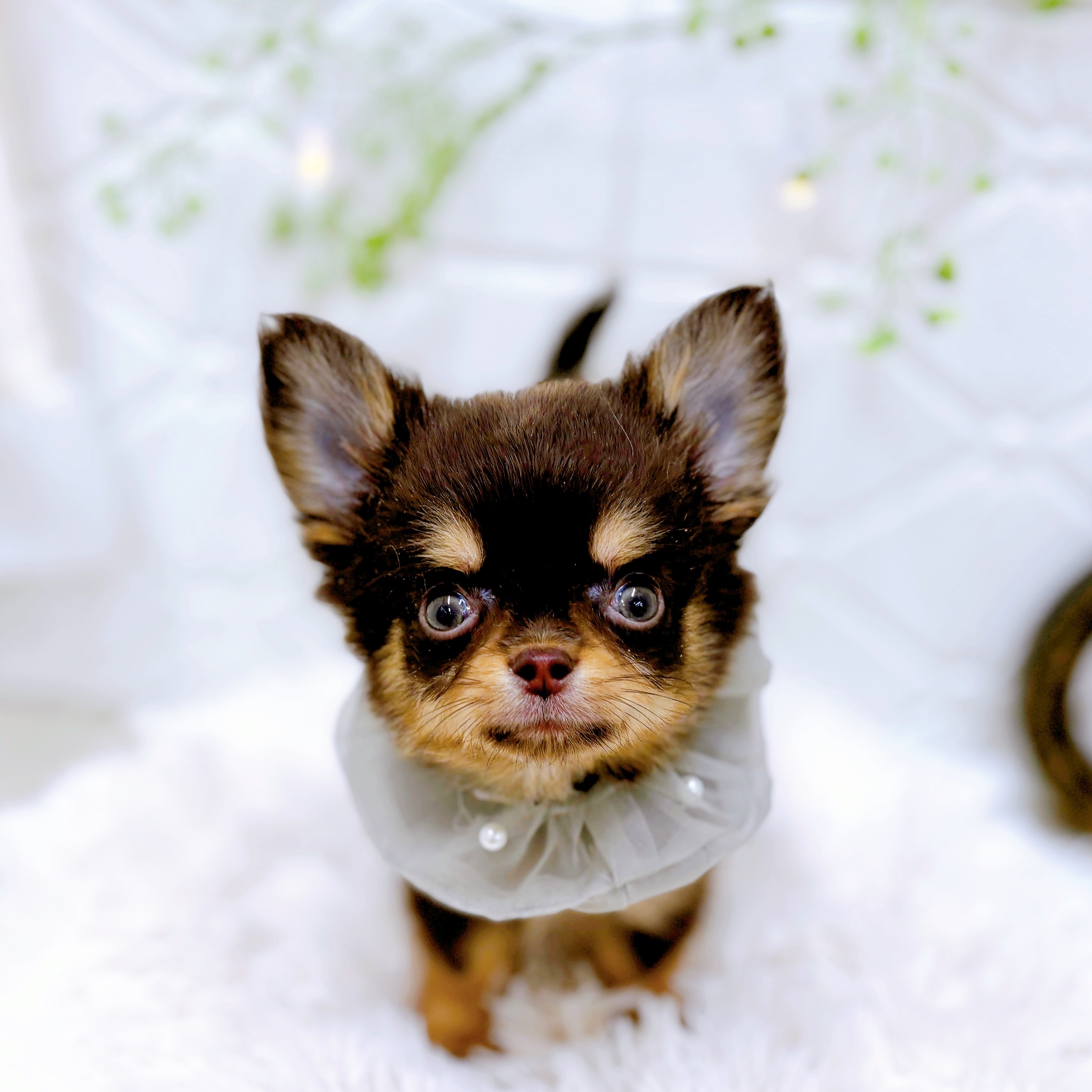 福井県のチワワ(ロング) (犬の家＆猫の里アミーゴ福井店/2025年6月22日生まれ/男の子/チョコレートタン)の子犬の4枚目の画像